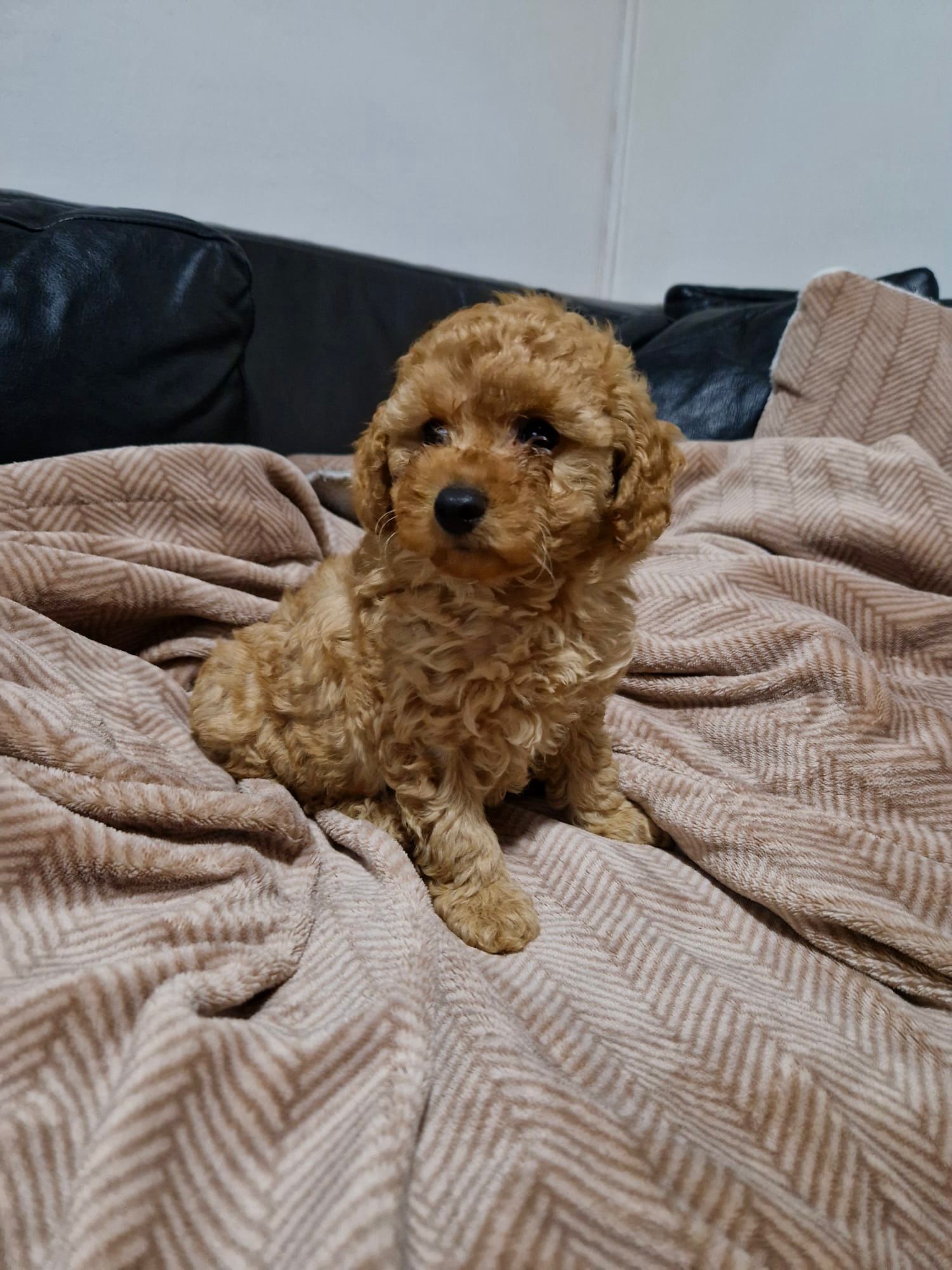 Crvena Toy Pudla prelepi štenci