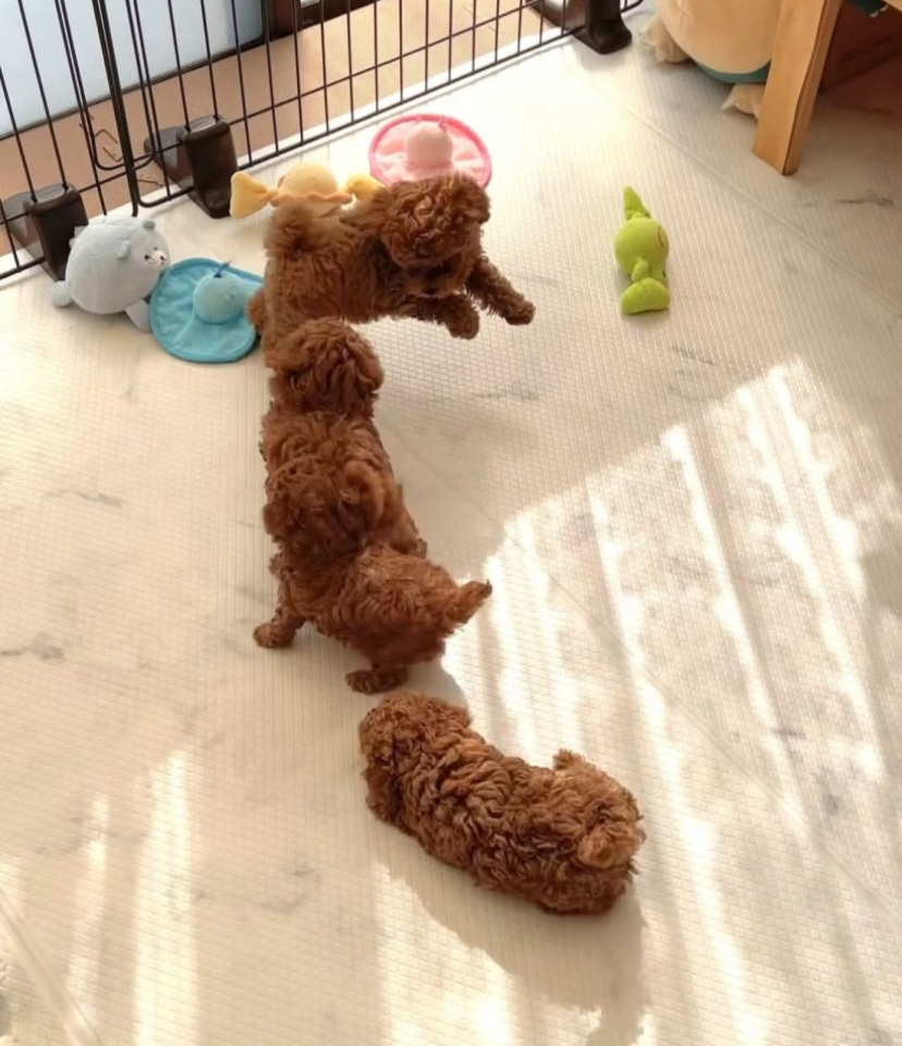 Najmanje pudle, od najlepsih roditelja u Evropi