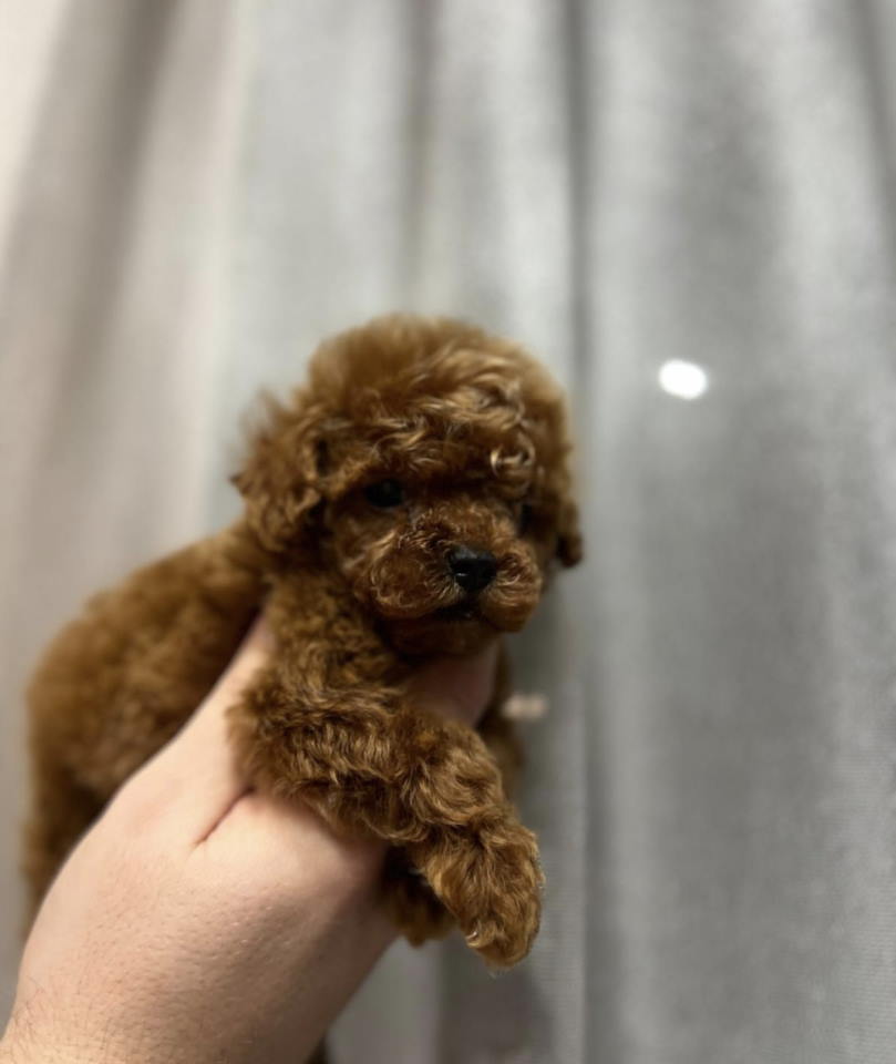 Najmanje pudle, od najlepsih roditelja u Evropi