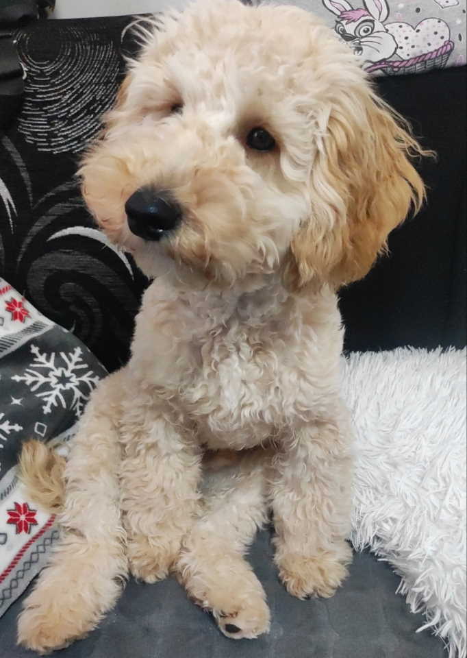 Prelep dečak apricot pudle