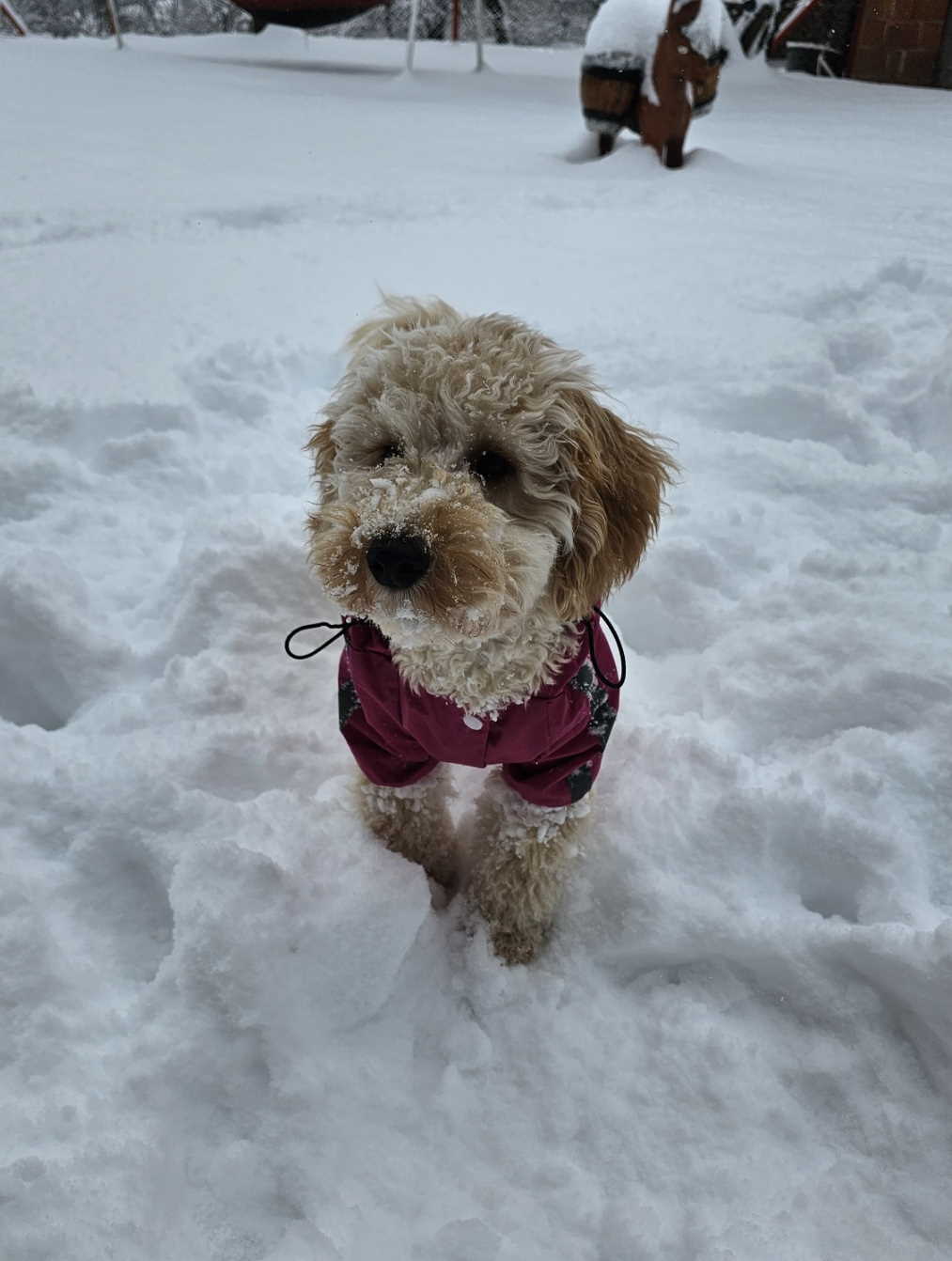 Prelep dečak apricot pudle