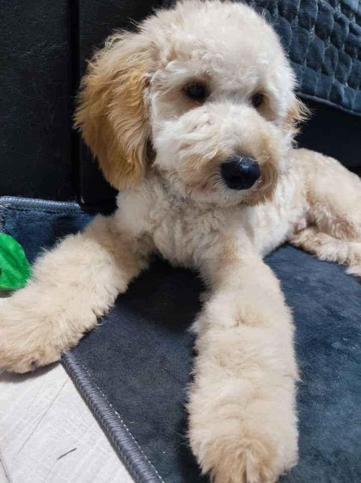 Prelep dečak apricot pudle