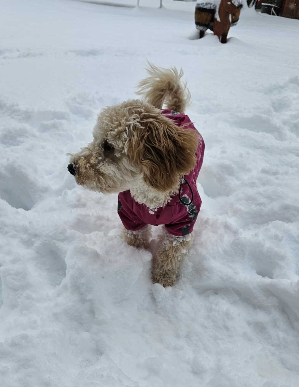 Prelep dečak apricot pudle