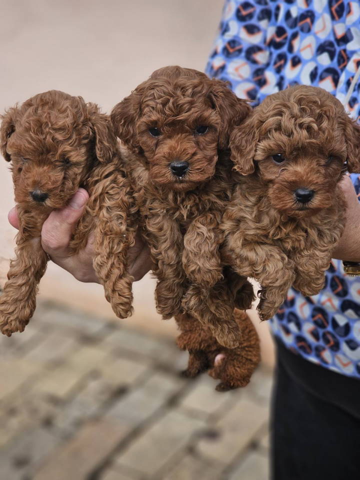 Crvene pudle toy, od oba roditelja u mom vlasnistvu