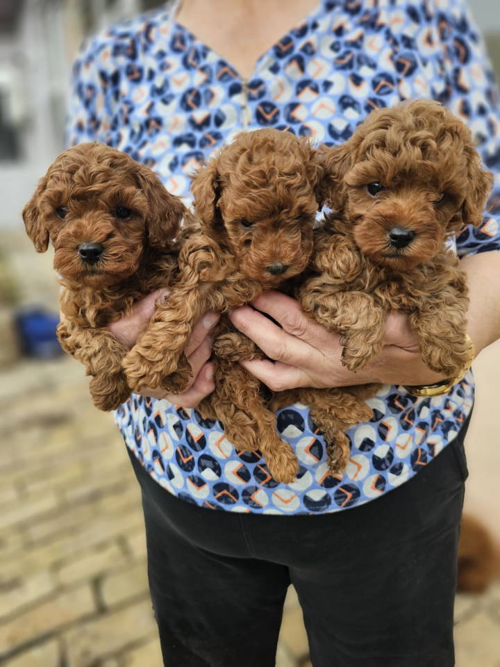 Crvene pudle toy, od oba roditelja u mom vlasnistvu