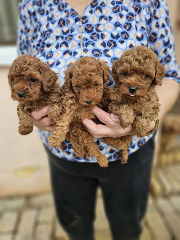 Crvene pudle toy, od oba roditelja u mom vlasnistvu