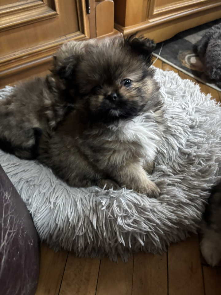 Pufne od mame si cu i tate pomeranca