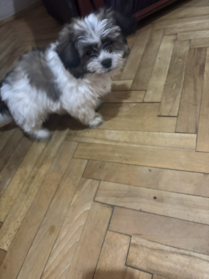 Pufne od mame si cu i tate pomeranca