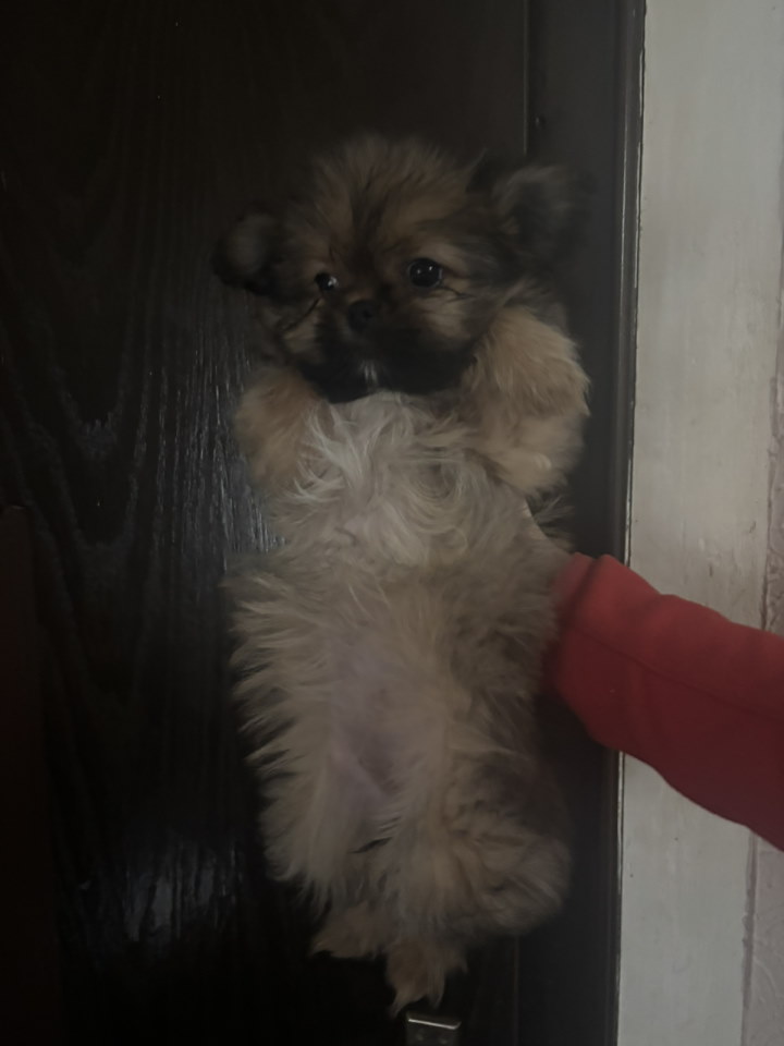 Pufne od mame si cu i tate pomeranca