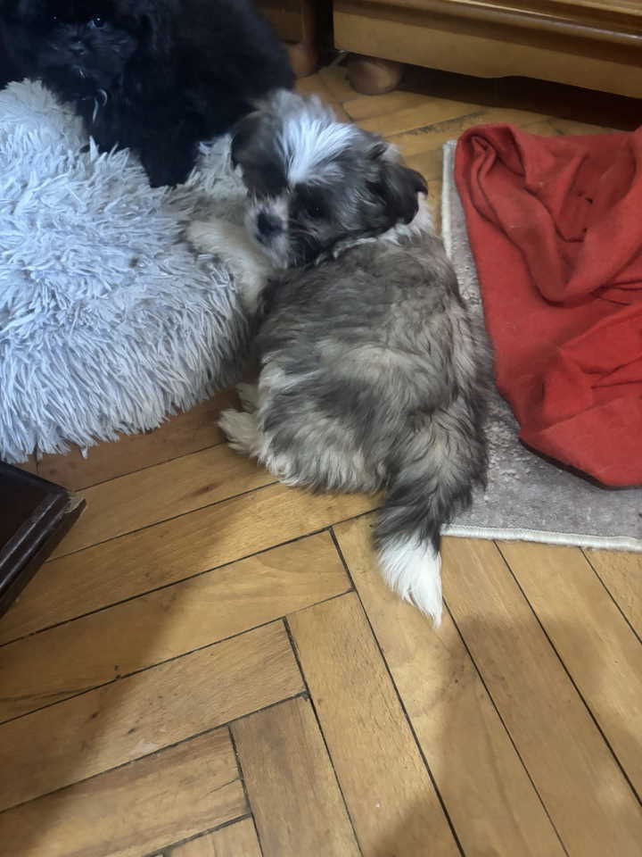 Pufne od mame si cu i tate pomeranca