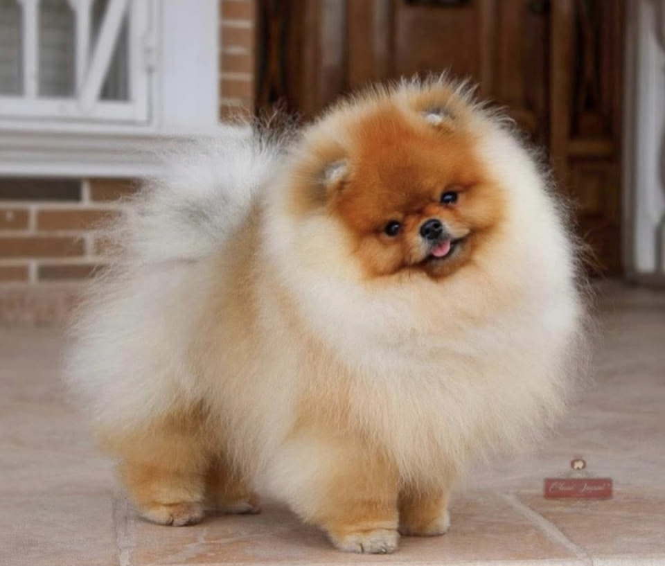 Najlepsi Pomeranci Boo