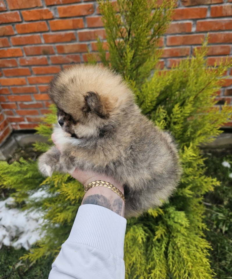 Najlepsi Pomeranci Boo