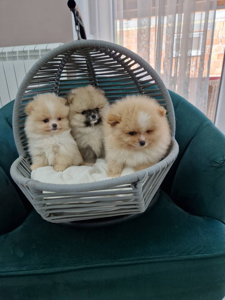 Pomeranci preslatki, malene bebice