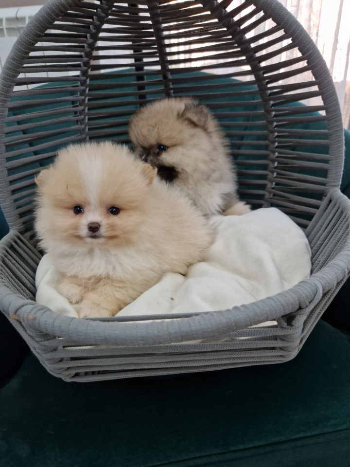 Pomeranci preslatki, malene bebice