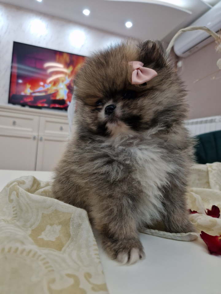 Pomeranci boo pravi medvedici