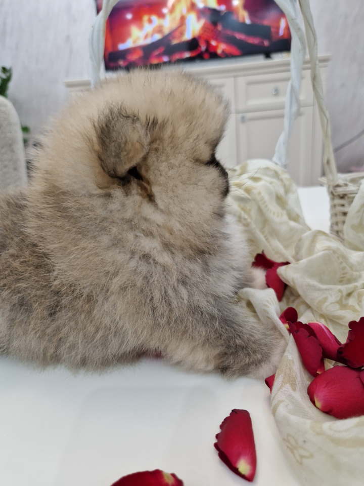 Pomeranci boo pravi medvedici