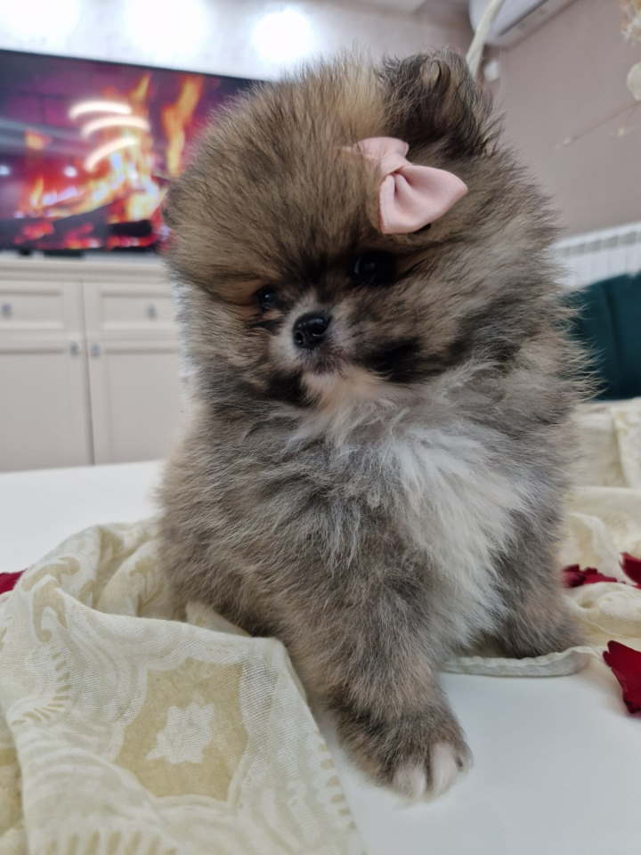 Pomeranci boo pravi medvedici