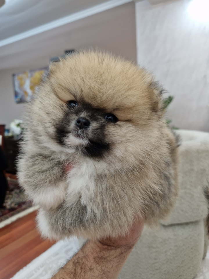 Pomeranci boo pravi medvedici