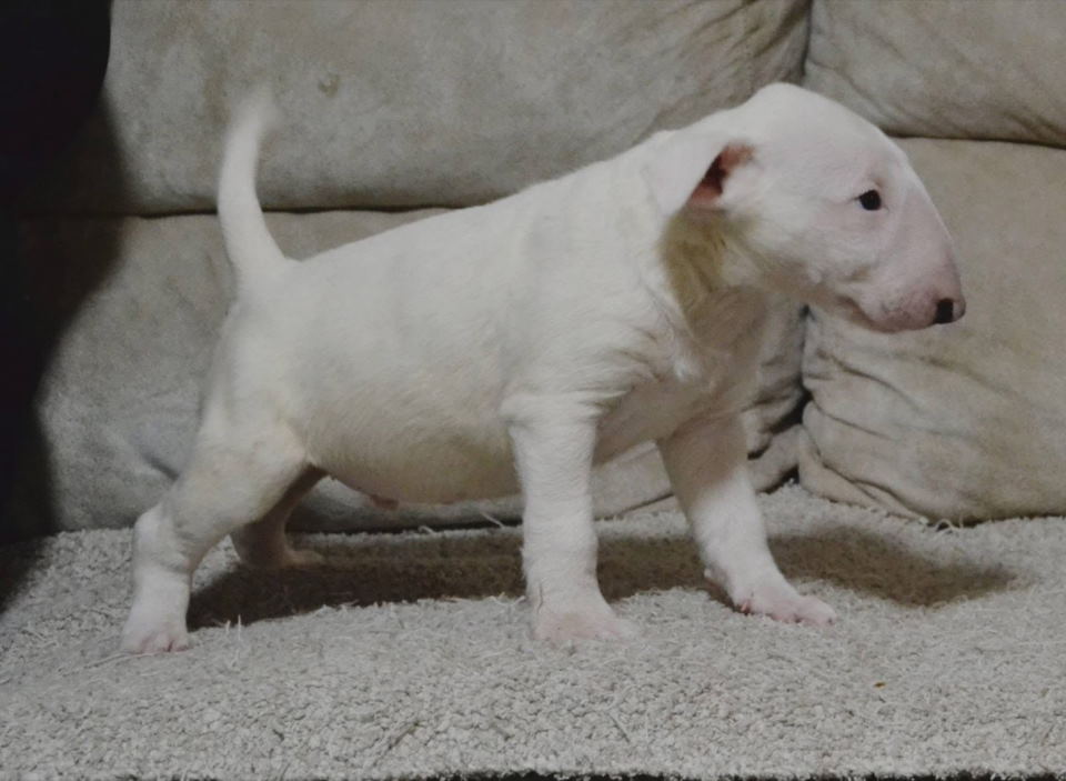 Bulterijer vrhunski štenci