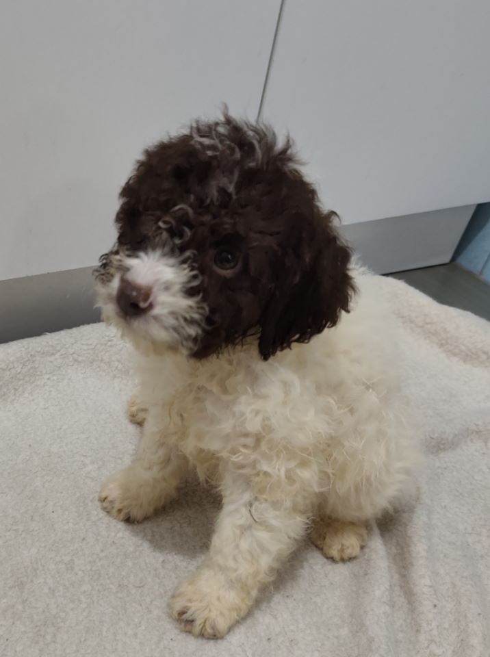 Lagoto romanjolo stenci