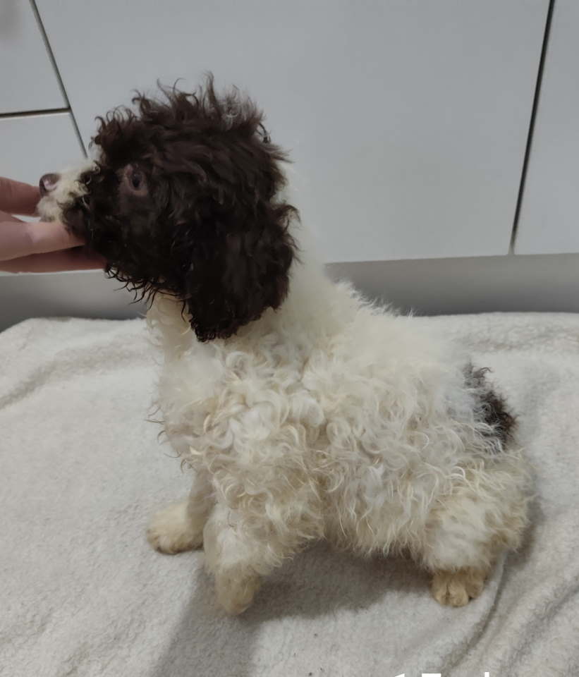 Lagoto romanjolo stenci