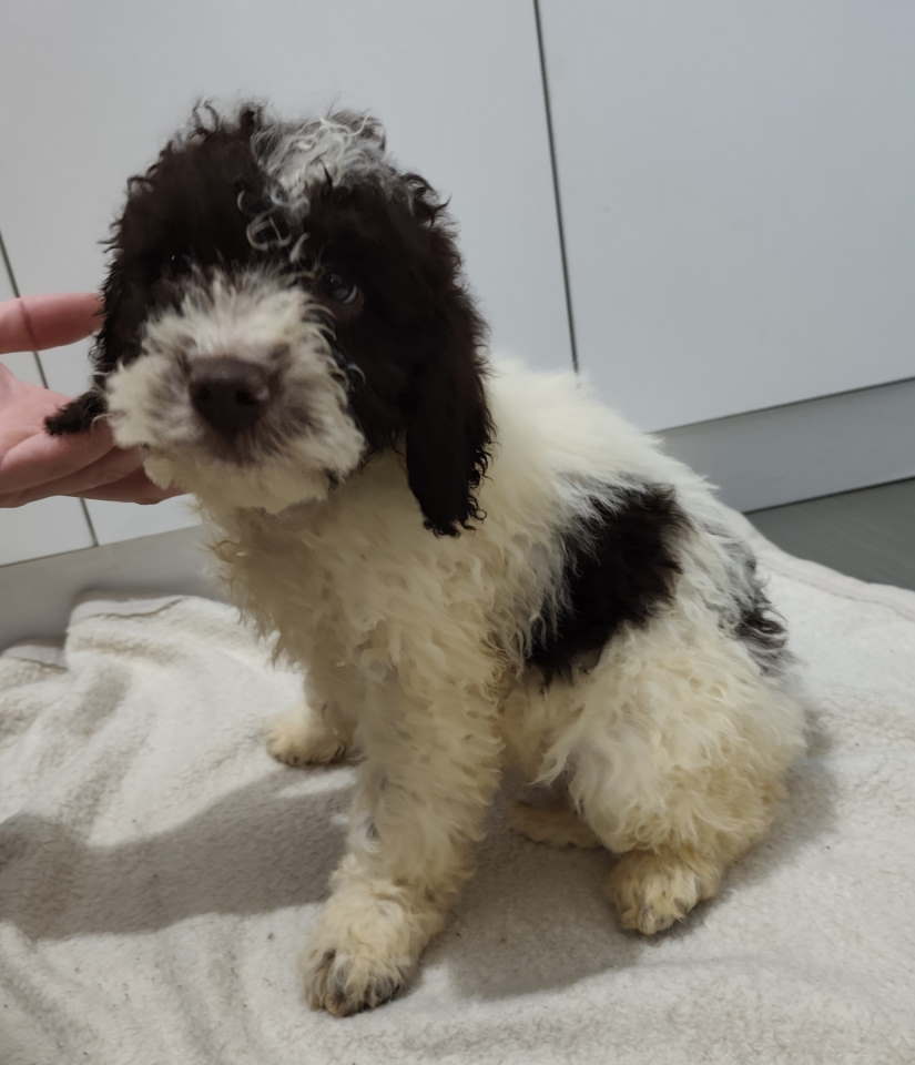 Lagoto romanjolo stenci