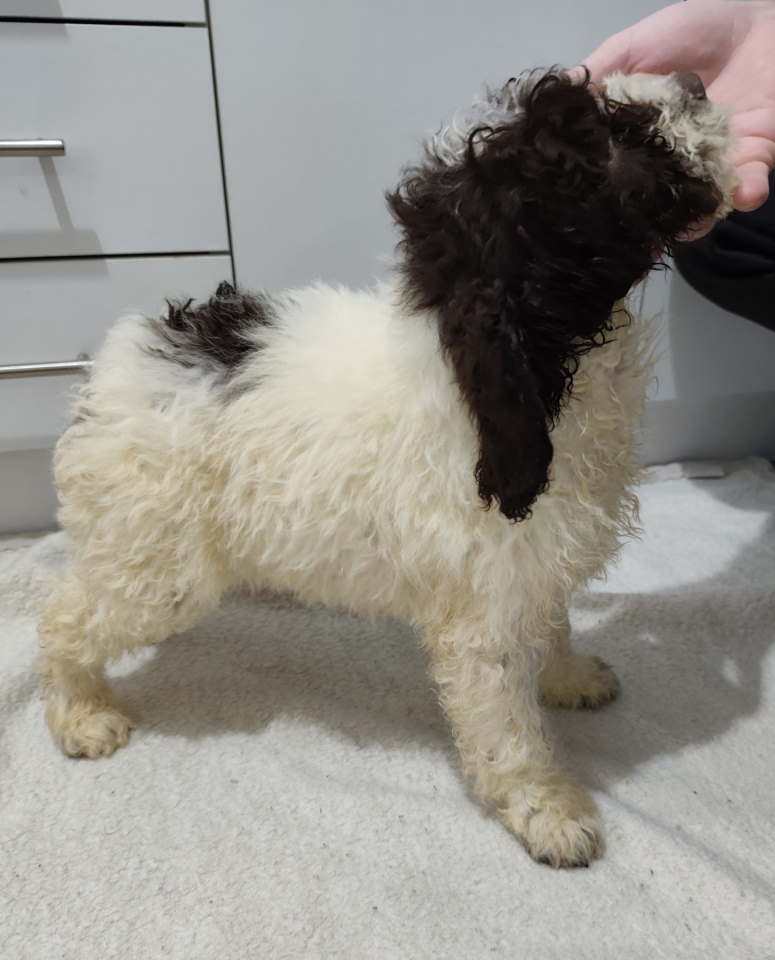 Lagoto romanjolo stenci