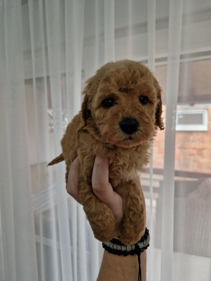 Toy pudle maleni mečići spremni za preuzimanje