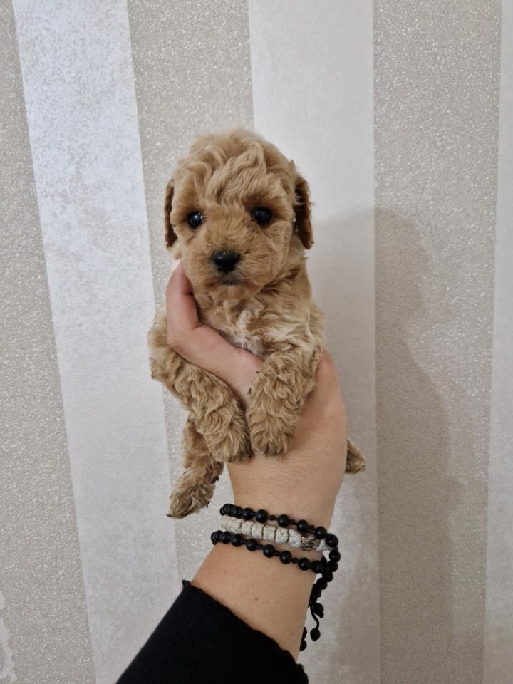 Toy pudle maleni mečići spremni za preuzimanje