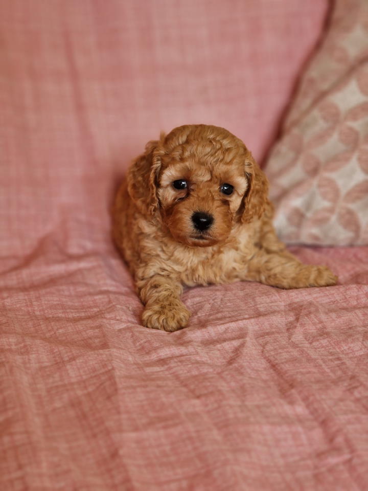 Toy pudle maleni mečići spremni za preuzimanje