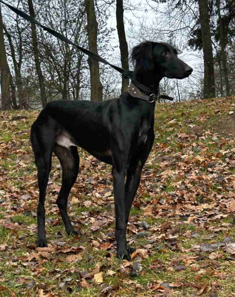 Saluki štenci, jedinstvena prilika