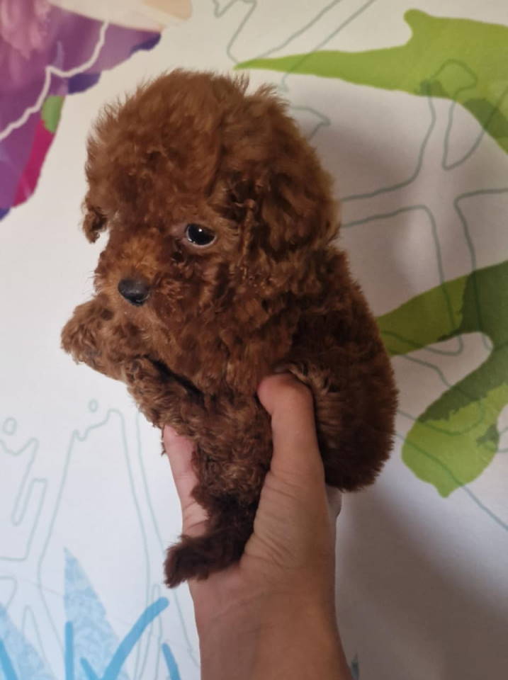 Prodajem preslatke toy pudlice