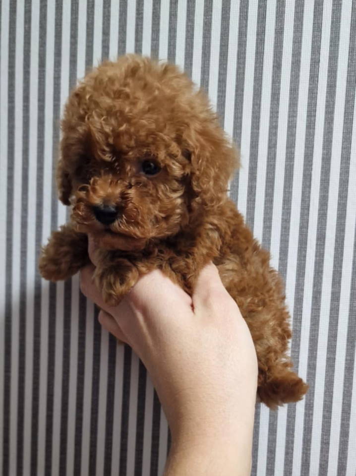 Prodajem preslatke toy pudlice