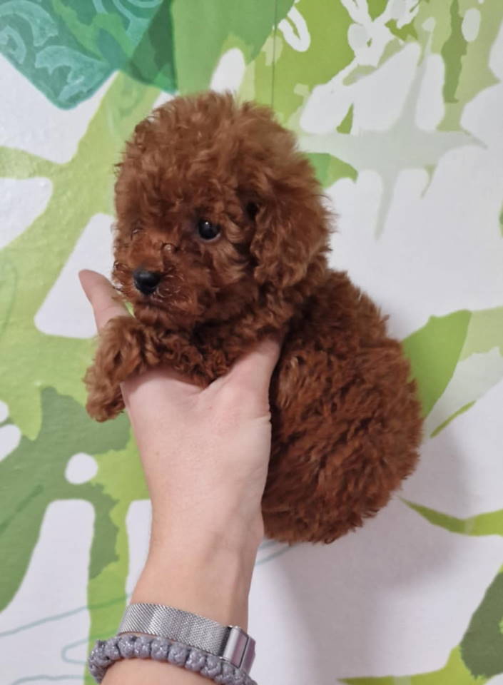 Prodajem preslatke toy pudlice