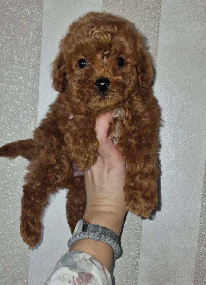 Prodajem preslatke toy pudlice