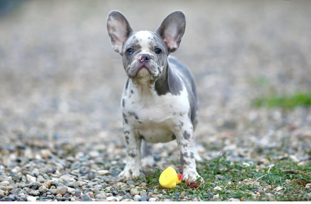 Plavi i merle egzoticni francuski buldozi