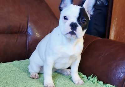 viber_image_2026-01-29_20-17-14-267