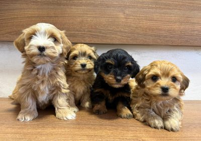 0bb8b6a8c-6559-42fb-b92f-901dae85a86c