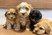 Havanski Bišon prelepi štenci