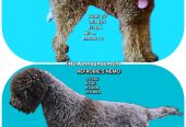 Štenci LAGOTTO ROMAGNIOLO