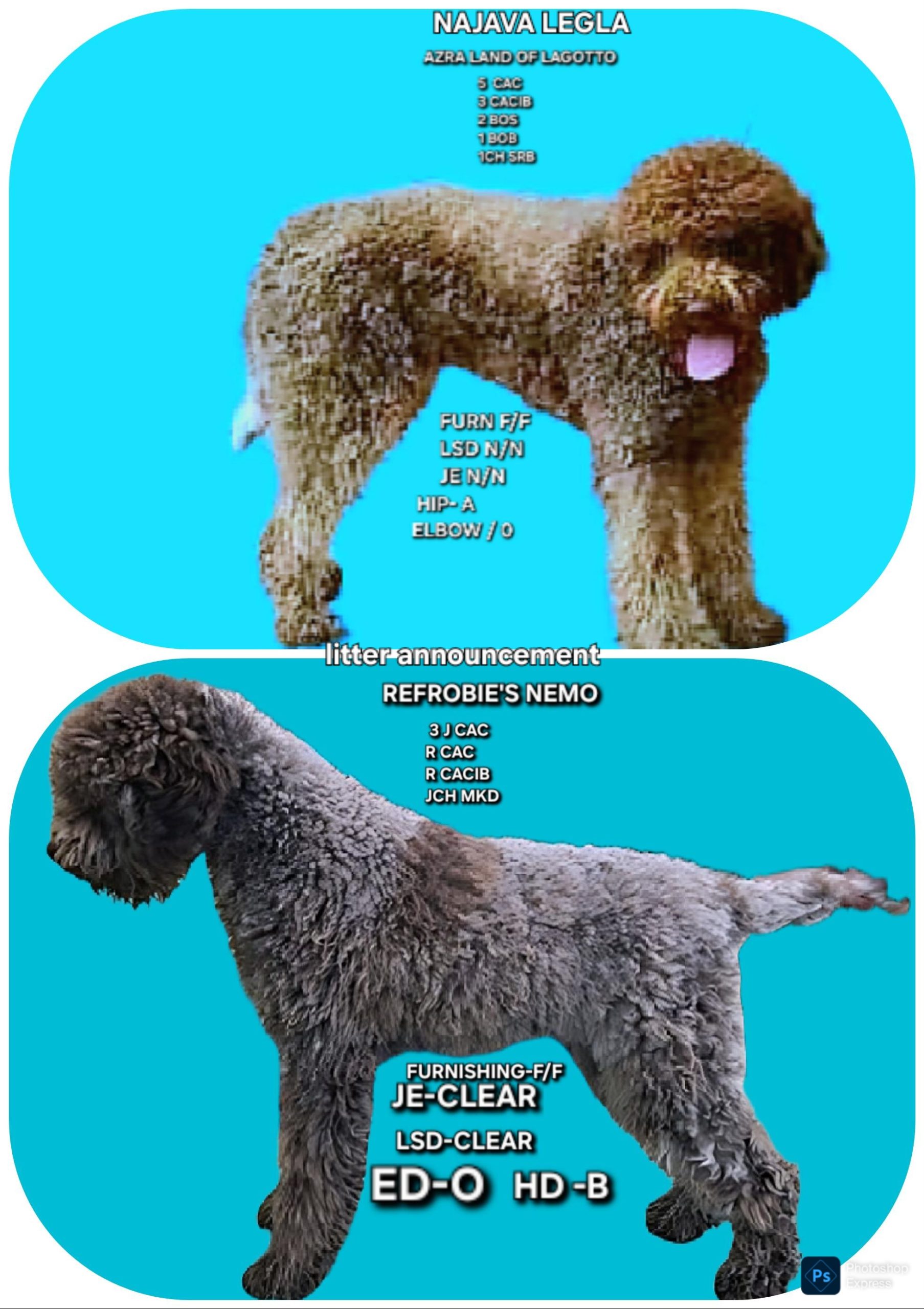 Štenci LAGOTTO ROMAGNIOLO