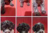 Štenci LAGOTTO ROMAGNIOLO