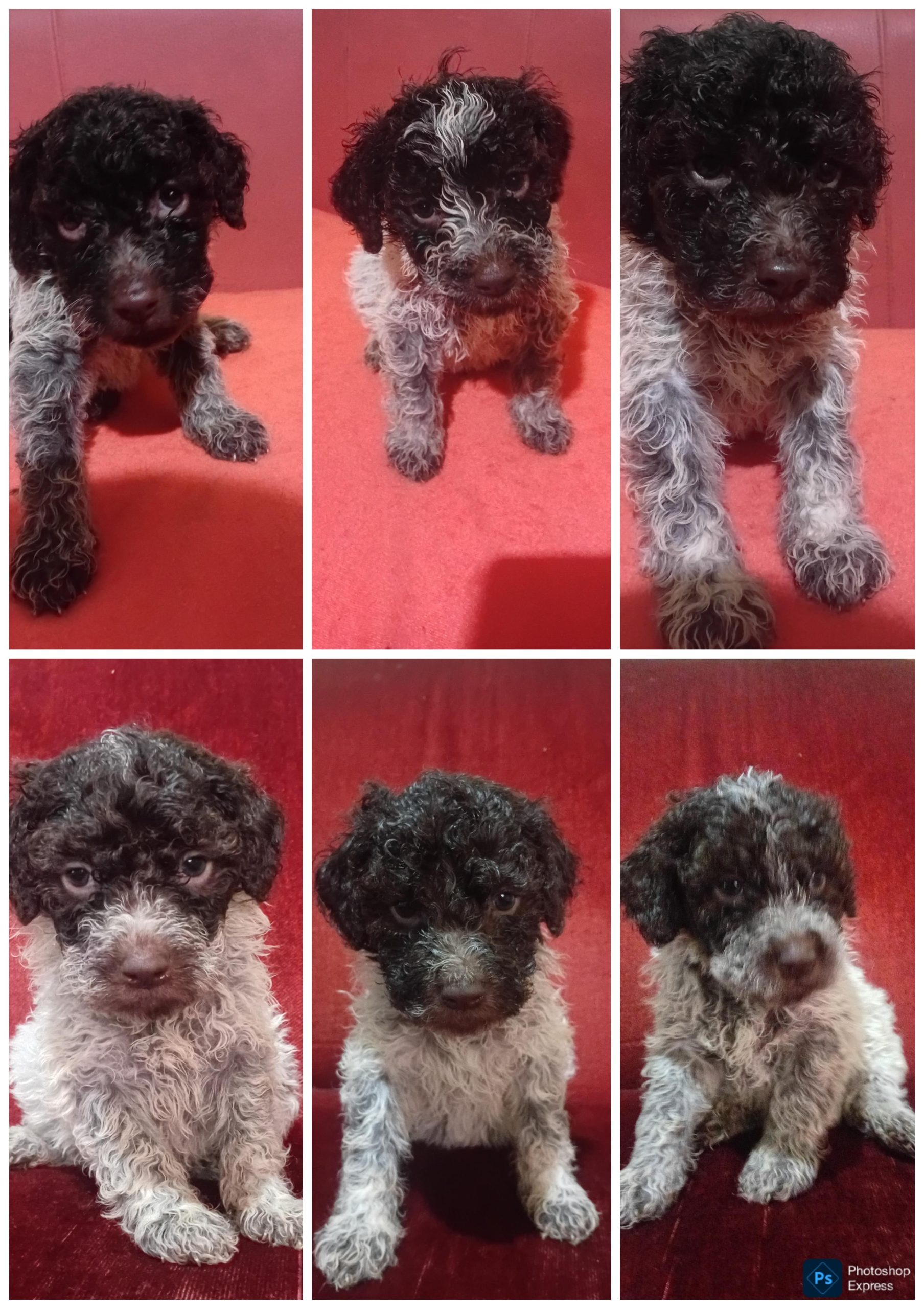 Štenci LAGOTTO ROMAGNIOLO