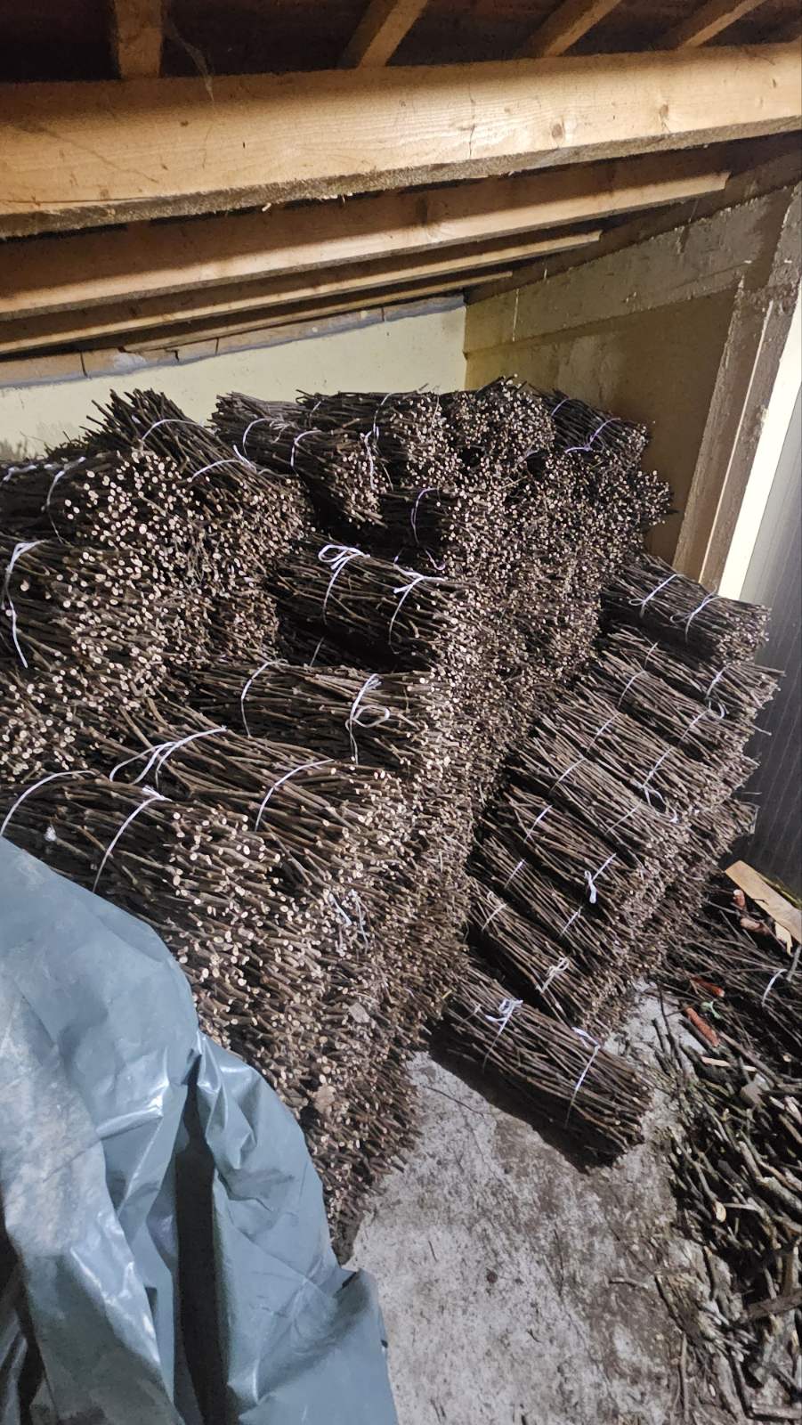 Isečena Loza 1 KLASE za Kalemljenje