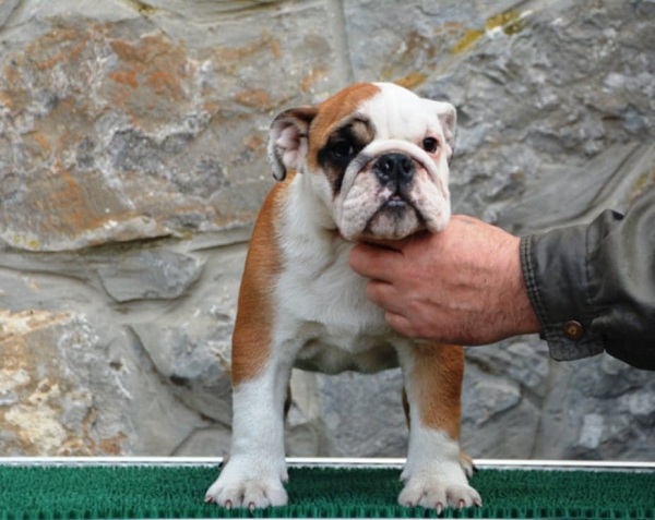 Engleski Buldog