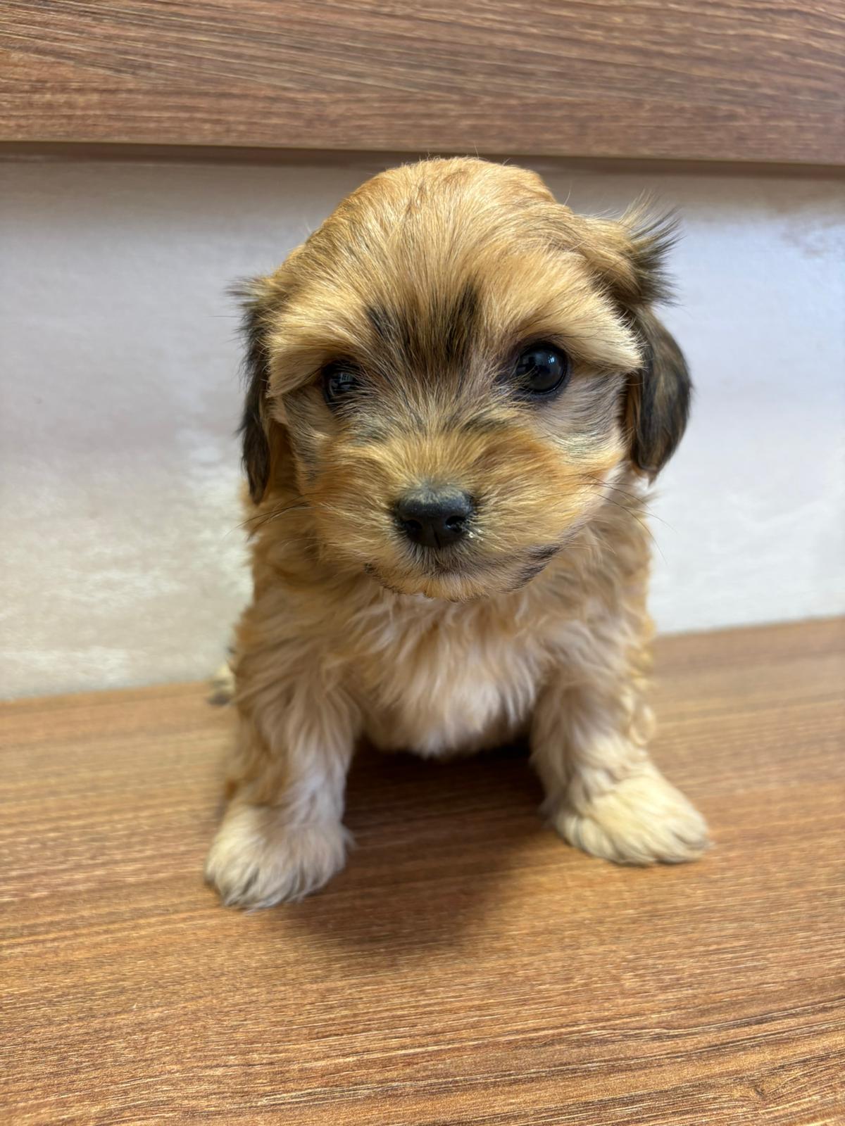 Havanski Bišon prelepi štenci