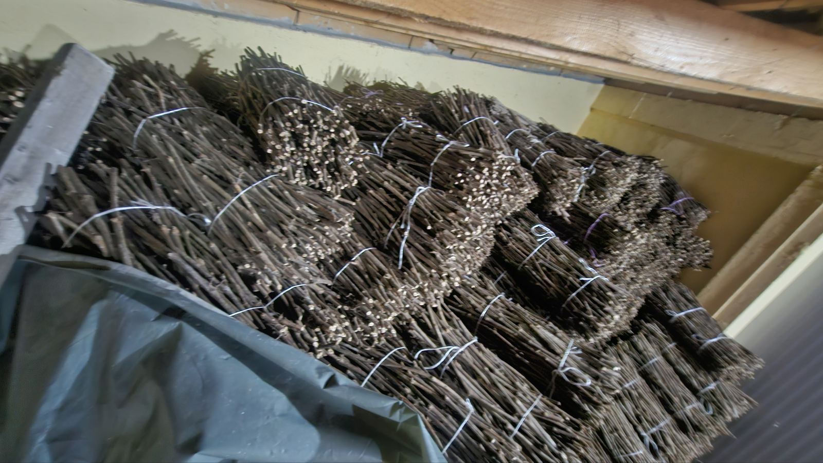 Isečena Loza 1 KLASE za Kalemljenje