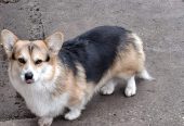 Velški Korgi Pembrok