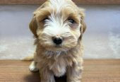 Havanski Bišon prelepi štenci