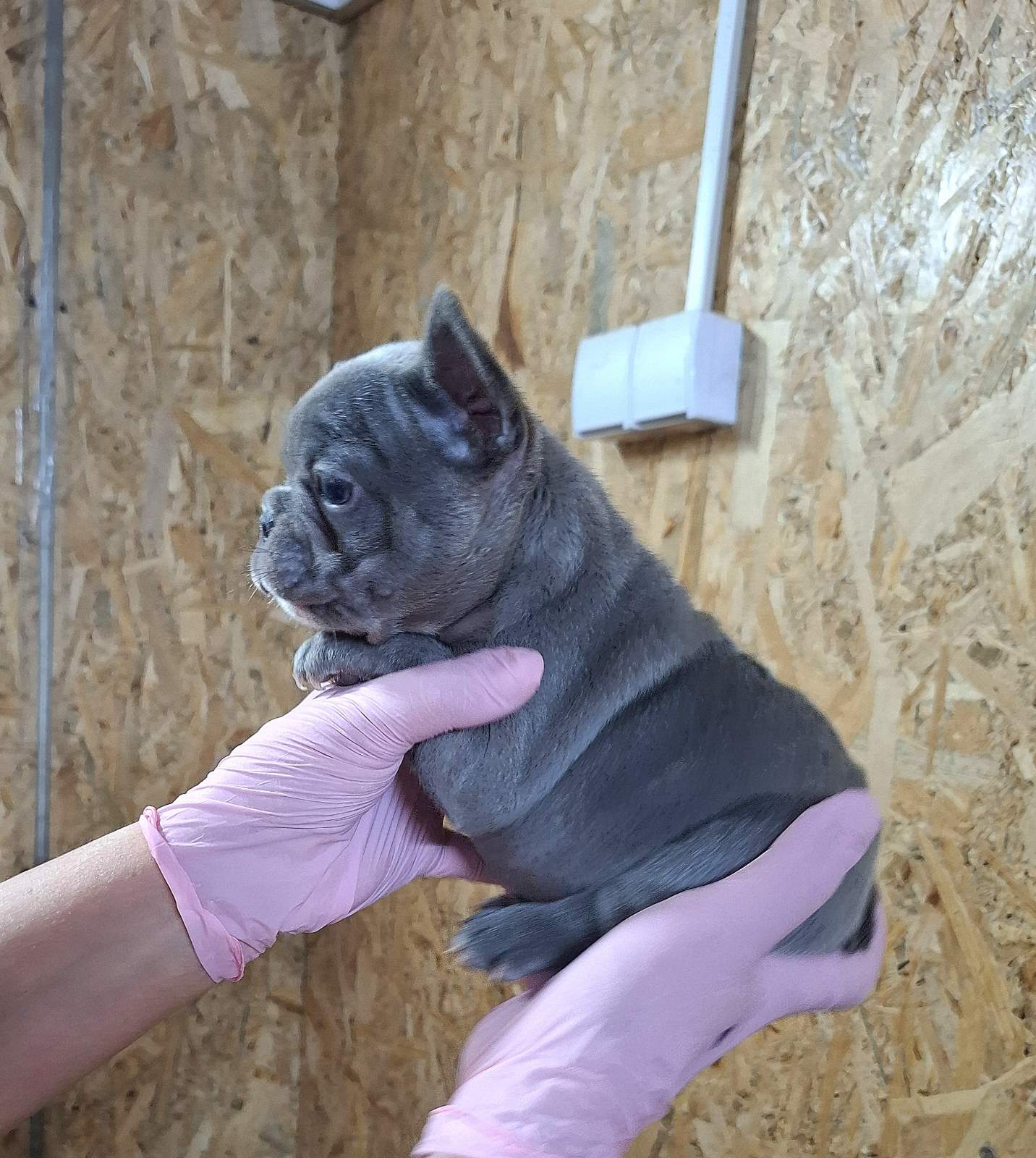 Sivi plavi francuski buldog